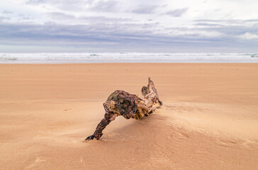 Obraz premium logs of wood on the beach after a storm