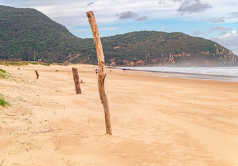 logs of wood on the beach after a storm