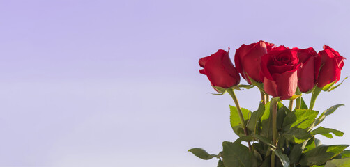 Postcard. Red roses on a red background. Congratulations on March 8, Valentine's Day, Mother's Day, Birthday, Anniversary, Wedding, Teacher's Day, to women. Copy space.