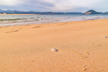 shells on the beach after a storm