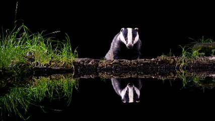 Badger reflection