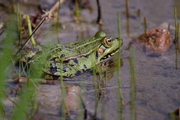 Kleiner Wasserfrosch. Kleiner Teichfrosch. Tümpelfrosch.