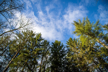 sky and trees