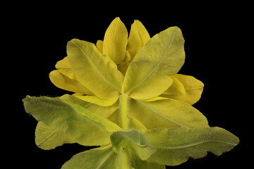 Cushion Spurge (Euphorbia epithymoides). Inflorescence Closeup
