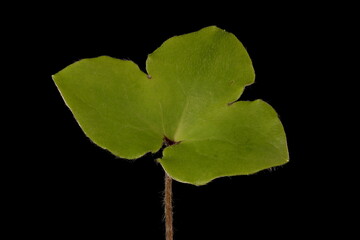 Liverleaf (Hepatica nobilis). Leaf Closeup