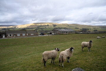 farmland,  beautiful countryside,  Wensleydale,  Yorkshire Dales National Park