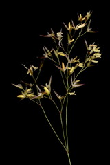 Common Bent (Agrostis capillaris). Inflorescence Closeup