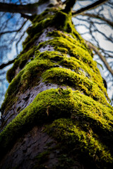 moss on tree