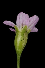 Annual Gypsophila (Psammophiliella muralis). Flower Closeup