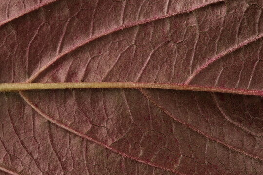 Red Amaranth (Amaranthus cruentus). Leaf Detail Closeup