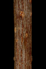 Virginia Creeper (Parthenocissus quinquefolia). Wintering Twig Detail Closeup - obrazy, fototapety, plakaty