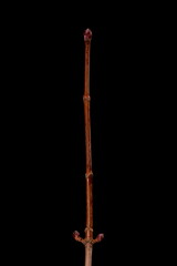 Norway Maple (Acer platanoides). Wintering Twig Closeup