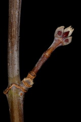 Ash-Leaf Maple (Acer negundo). Brachyblast Closeup