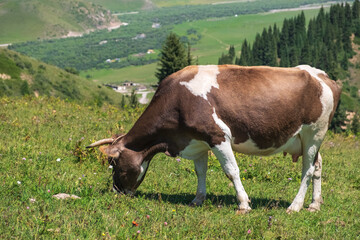 Grazing cow in green mountains background. Mountain valley landscape. Nature farming. Agriculture, farmland background.