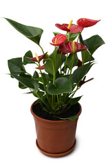 Anthurium andraeanum in pot