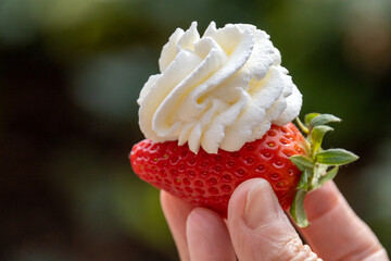 person holding a red strawberry with whipped cream outdoors