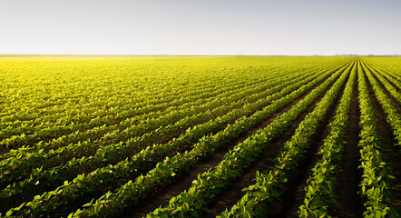Open soybean field at sunset.