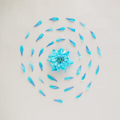 Soft blue flower with many petals making round. Spring summer happy awakening concept. Nature minimal design