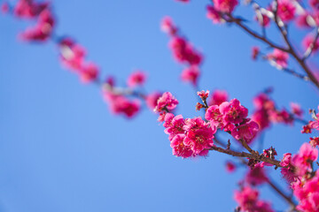 青空に映える紅梅
