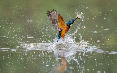 Kingfisher fishing