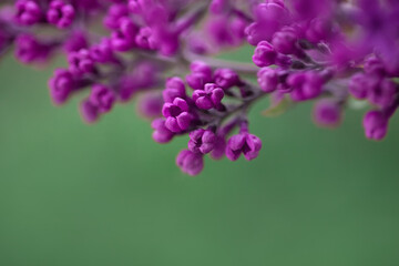 beautiful lilac flowers branches on green background, natural spring background, soft selective focus