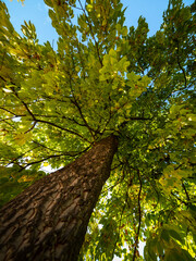 Fototapeta premium Bottom view of tree trunk to green leaves of big tree in tropical forest with sunlight. Cool atmosphere in the park. The green plant gives oxygen in the summer garden. 