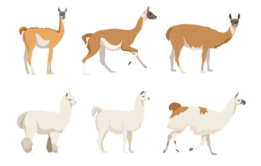 Set of camelids South America in cartoon style. Vector illustration of herbivorous animals isolated on white background. Types of camelids in the picture llama, alpaca, vicuna, guanaco.