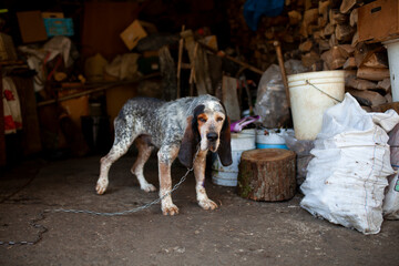 Viejo perro de caza atado a una cadena - obrazy, fototapety, plakaty