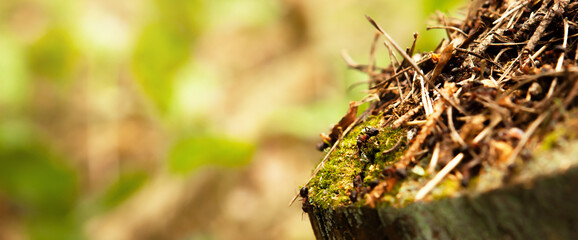 Ants build an anthill on an old stump in the forest, the stump is covered with moss, it is tilted, lit by the sun, close-up, copy space. Shallow depth of field.