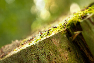Ants build an anthill on an old stump in the forest, the stump is covered with moss, it is tilted, lit by the sun, close-up, copy space. Shallow depth of field.