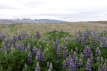 Obraz premium Typical Icelandic violet blooming flowers (Lupins) with mountains in the background