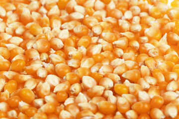 popcorn beans texture close up