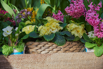 A bright primrose in a wicker basket standing on burlap .