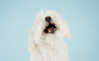 Portrait maltese puppy dog with open mouth. Isolated on blue colored background