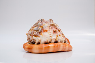 Marine life, marine animals, sea shells and seashells, snails, sea shells collection