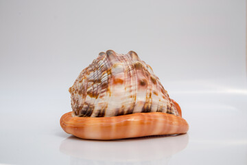 Marine life, marine animals, sea shells and seashells, snails, sea shells collection