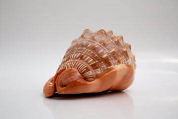 Marine life, marine animals, sea shells and seashells, snails, sea shells collection