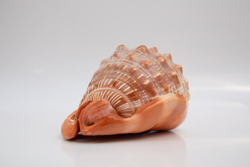 Marine life, marine animals, sea shells and seashells, snails, sea shells collection