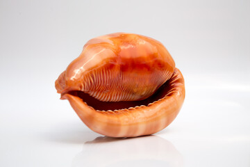 Marine life, marine animals, sea shells and seashells, snails, sea shells collection
