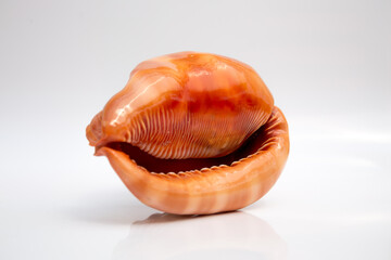 Marine life, marine animals, sea shells and seashells, snails, sea shells collection