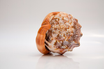 Marine life, marine animals, sea shells and seashells, snails, sea shells collection