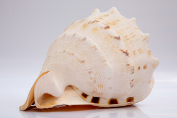 Fototapeta na wymiar Marine life, marine animals, sea shells and seashells, snails, sea shells collection