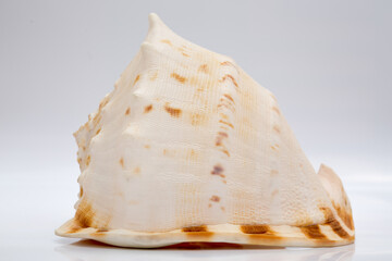 Marine life, marine animals, sea shells and seashells, snails, sea shells collection