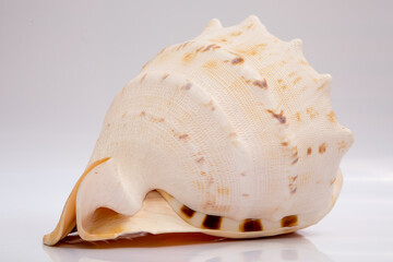 Marine life, marine animals, sea shells and seashells, snails, sea shells collection