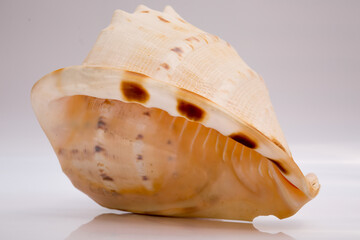 Marine life, marine animals, sea shells and seashells, snails, sea shells collection