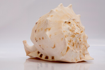 Marine life, marine animals, sea shells and seashells, snails, sea shells collection