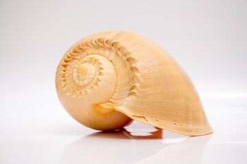 Marine life, marine animals, sea shells and seashells, snails, sea shells collection
