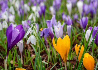 Beautiful crocuses on green grass on the sunny spring day. High quality photo