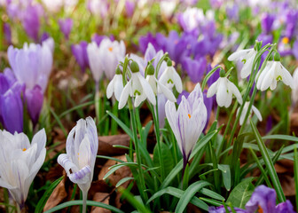 Beautiful crocuses on green grass on the sunny spring day. High quality photo