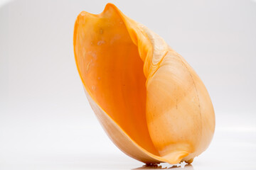 Marine life, marine animals, sea shells and seashells, snails, sea shells collection